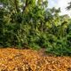 Em 1997, 12000 toneladas de cascas de laranja foram despejadas em um Parque Nacional: três décadas depois, um ecossistema próspero e repleto de vida foi criado