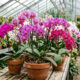 O truque caseiro simples de adubação e rega na base que estimula qualquer vaso de orquídea a soltar novas flores várias vezes no mesmo ano