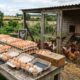 Quanto custa construir um galinheiro para vender ovos e transformar a criação em uma fonte de renda