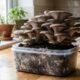 Como cultivar cogumelos deliciosos em potes de sorvete usando apenas as borras de café da sua semana e aproveitar os resíduos da cozinha