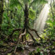 Mito ou verdade? Cientistas explicam o segredo da palmeira-andante da Amazônia