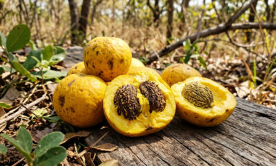 Essa frutinha amarela nativa do cerrado tem um cheiro perfumado inconfundível e é a grande estrela da melhor pamonha doce do Brasil