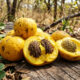 Essa frutinha amarela nativa do cerrado tem um cheiro perfumado inconfundível e é a grande estrela da melhor pamonha doce do Brasil