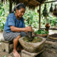 Extrato de pimenta-de-macaco na agricultura: como a substância dilapiol atua como biopesticida sustentável no combate a lagartas e brocas