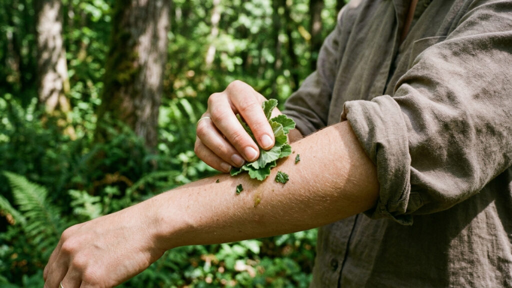 Esfregar folhas de gerânio pelargonium diretamente na pele: o repelente botânico imediato que os biólogos usam contra mosquitos nas matas