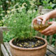 Infusão de flores de camomila no solo: para que serve o composto alfa-bisabolol que previne e combate fungos que atacam as raízes