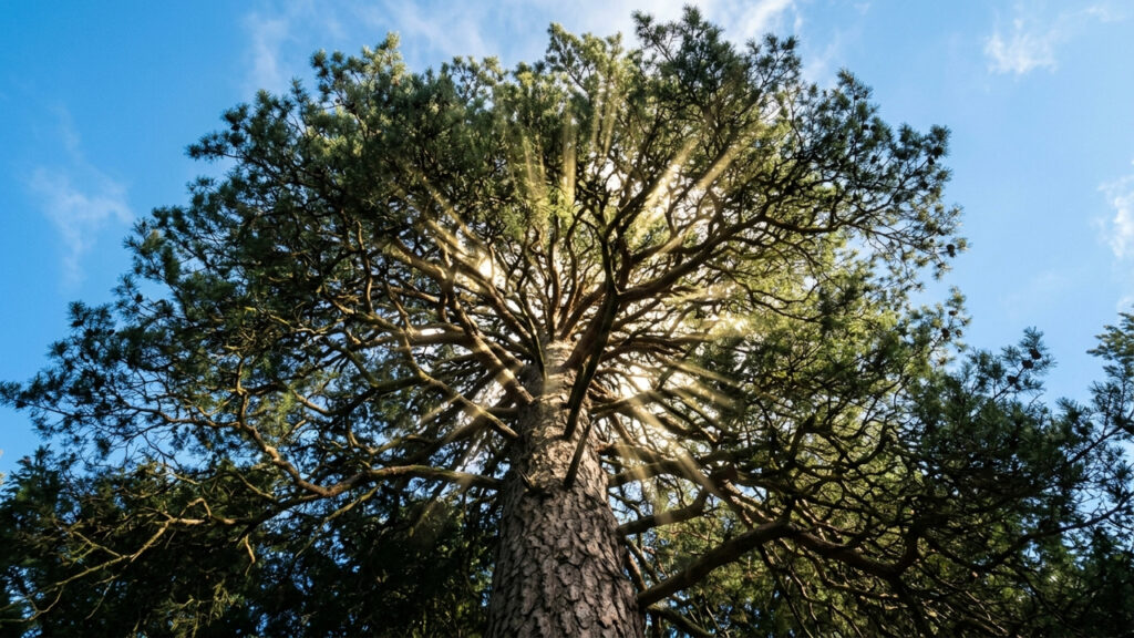 A árvore dos banhos de floresta: por que passar apenas 15 minutos debaixo da copa densa de um pinheiro reduz o seu hormônio do estresse