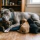 Pit bull resgatado com apenas 4 semanas cresce, vira “babá” e ajuda a cuidar de mais de 500 filhotes