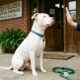 Ninguém queria adotar este pitbull surdo até que um homem decidiu fazer de tudo para mudar seu destino