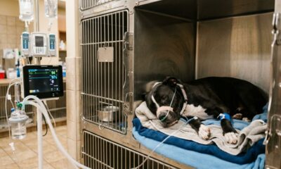 Cachorro escapa da eutanásia, ganha uma nova chance e pouco depois precisa lutar novamente pela própria vida