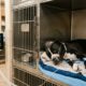 Cachorro escapa da eutanásia, ganha uma nova chance e pouco depois precisa lutar novamente pela própria vida