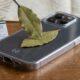 Deixar uma folha de louro na capinha do celular: para que serve e por que recomendam