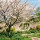 Nem raiz agressiva nem sombra exagerada: essa árvore frutífera pode transformar o quintal com flores, frutos e pouca invasão no piso