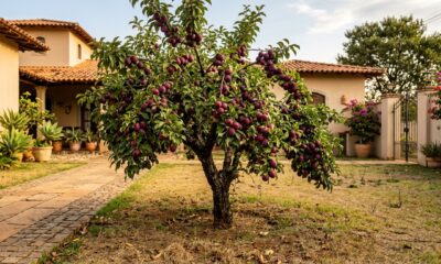 A árvore ideal para o quital do seu lar: não levanta o piso, dá frutos no verão e suporta a seca