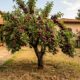 A árvore ideal para o quital do seu lar: não levanta o piso, dá frutos no verão e suporta a seca