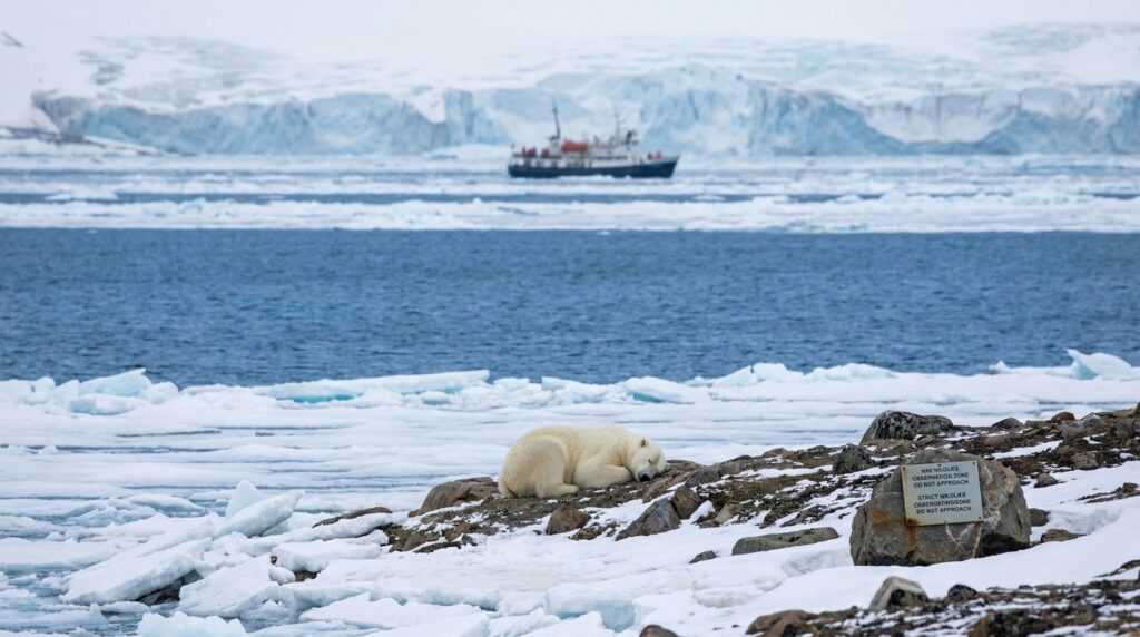 Turista buzina o navio para acordar um urso polar que dormia na praia, o animal se assusta e foge, e a brincadeira de poucos segundos vira uma multa de R$ 27 mil por perturbar espécie protegida há mais de 50 anos
