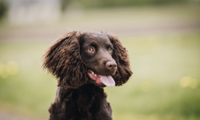 Cão d’água americano: conheça as características do cachorro dessa raça 