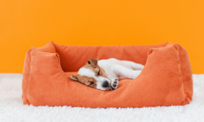 6 dicas para acostumar o filhote a dormir na caminha dele