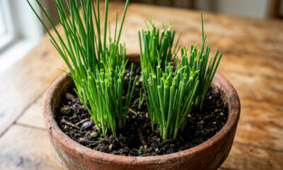 Cortar a folha verde no lugar exato sem matar a planta mãe: o passo a passo para colher cebolinha infinita no vaso da sua cozinha