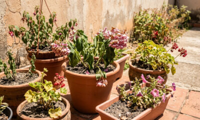 Ondas de calor podem destruir suas flores: 4 cuidados simples ajudam a manter as flores vivas e floridas