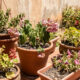 Ondas de calor podem destruir suas flores: 4 cuidados simples ajudam a manter as flores vivas e floridas