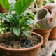 Regar a terra com água de coco natural: o truque rico em eletrólitos e potássio para recuperar folhagens que murcharam após dias de calor extremo
