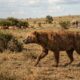 Nova espécie de “cão-urso” é descoberta após 16 milhões de anos e revela um predador pré-histórico desconhecido pela ciência