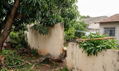 Vizinho planta mangueira no próprio quintal, 9 anos depois os galhos cobrem metade do terreno ao lado e as raízes levantam R$ 15 mil em piso, e o morador prejudicado descobre que a lei o autoriza a cortar tudo até o limite da divisa por conta própria