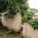 Vizinho planta mangueira no próprio quintal, 9 anos depois os galhos cobrem metade do terreno ao lado e as raízes levantam R$ 15 mil em piso, e o morador prejudicado descobre que a lei o autoriza a cortar tudo até o limite da divisa por conta própria