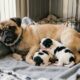 Pug resgatada surpreende cuidadores ao dar à luz dois filhotes com aparência de “vaquinhas” e cena encanta a internet