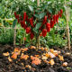 Adubar a terra com casca de abóbora triturada: a receita caseira rica em fósforo que faz qualquer pé de pimenta carregar de frutos no quintal