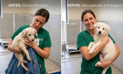 Filhote abandonado fica irreconhecível poucas semanas após ser resgatado