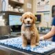 Veterinário recebe pedido para sacrificar filhote doente, mas toma decisão inesperada e acaba adotando o animal