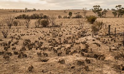 Em 1859, um fazendeiro soltou 24 coelhos na Austrália para caçar por esporte e, poucas décadas depois, os descendentes já eram bilhões e transformavam o continente