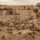 Em 1859, um fazendeiro soltou 24 coelhos na Austrália para caçar por esporte e, poucas décadas depois, os descendentes já eram bilhões e transformavam o continente