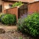 Especialistas em controle de pragas concordam: "A melhor maneira de manter os ratos longe do seu jardim não é usar armadilhas, mas sim cultivar estas três plantas aromáticas."