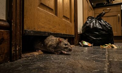 Ratos entram por telhados, ralos e vãos de porta atrás de calor e comida; lixo mal fechado e frestas de menos de 2 centímetros bastam para a invasão