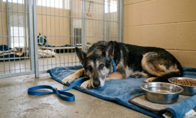 Mulher resgata cachorro idoso que vivia acorrentado e transforma a história dele em uma missão que acaba salvando centenas de outros animais