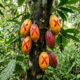 Adeus, cacau: essa fruta de casca escura e polpa preta densa nasce no cerrado e surpreende pelo sabor que lembra chocolate amargo e alcaçuz