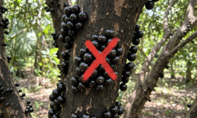 Adeus, jabuticaba de casca preta: conheça a versão amarela e peluda da fruta que nasce grudada no tronco e é incrivelmente mais doce que a comum