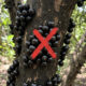 Adeus, jabuticaba de casca preta: conheça a versão amarela e peluda da fruta que nasce grudada no tronco e é incrivelmente mais doce que a comum