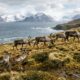 Em 1911, soltaram apenas 10 renas em uma ilha remota e, quase um século depois, cerca de 7 mil animais precisaram ser retirados após a população sair do controle