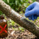 O truque da fita adesiva nos galhos de plantas: a técnica mecânica simples para remover cochonilhas de carapaça sem aplicar venenos químicos