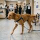 Cachorra paralisada desafia o próprio destino, volta a se movimentar e surpreende ao conseguir correr novamente