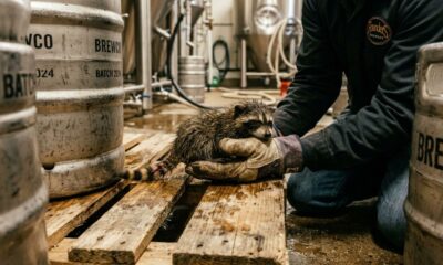 Funcionário de cervejaria encontra bebê molhado e escondido entre barris durante descarga de suprimentos