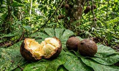 A fruta amazônica pouco conhecida que surpreende pelo sabor e é considerada um dos tesouros da floresta