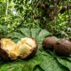 A fruta amazônica pouco conhecida que surpreende pelo sabor e é considerada um dos tesouros da floresta