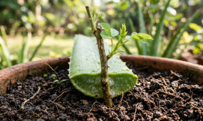 Espetar o galho de roseira dentro de uma folha cortada de babosa e plantar na terra: veja o incrível enraizamento que aconteceu em apenas 15 dias