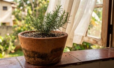 Coloquei um vaso de terracota sem verniz perto da janela apenas para decorar e, quando o calor chegou, percebi uma vantagem que nunca tinha notado
