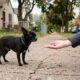 Chihuahua perdido não deixava ninguém se aproximar até que um homem teve uma ideia simples que mudou tudo